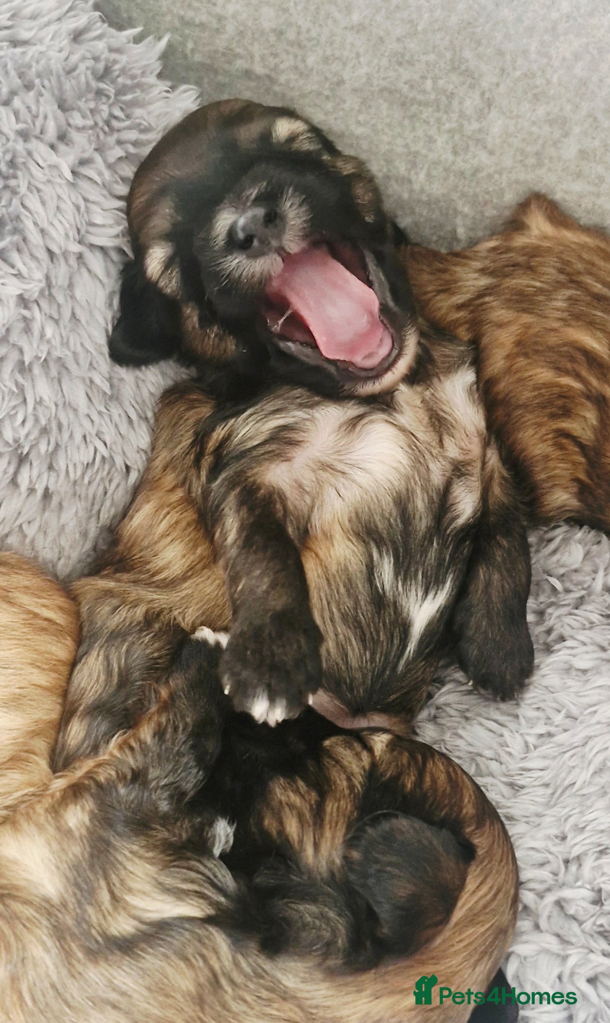 Chinese Crested dogs Pure breed Kc reg girl and boy. - Advert 1