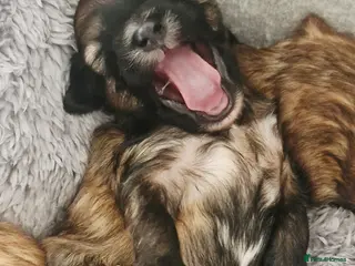 Chinese Crested dogs Pure breed Kc reg girl and boy. - Advert 1