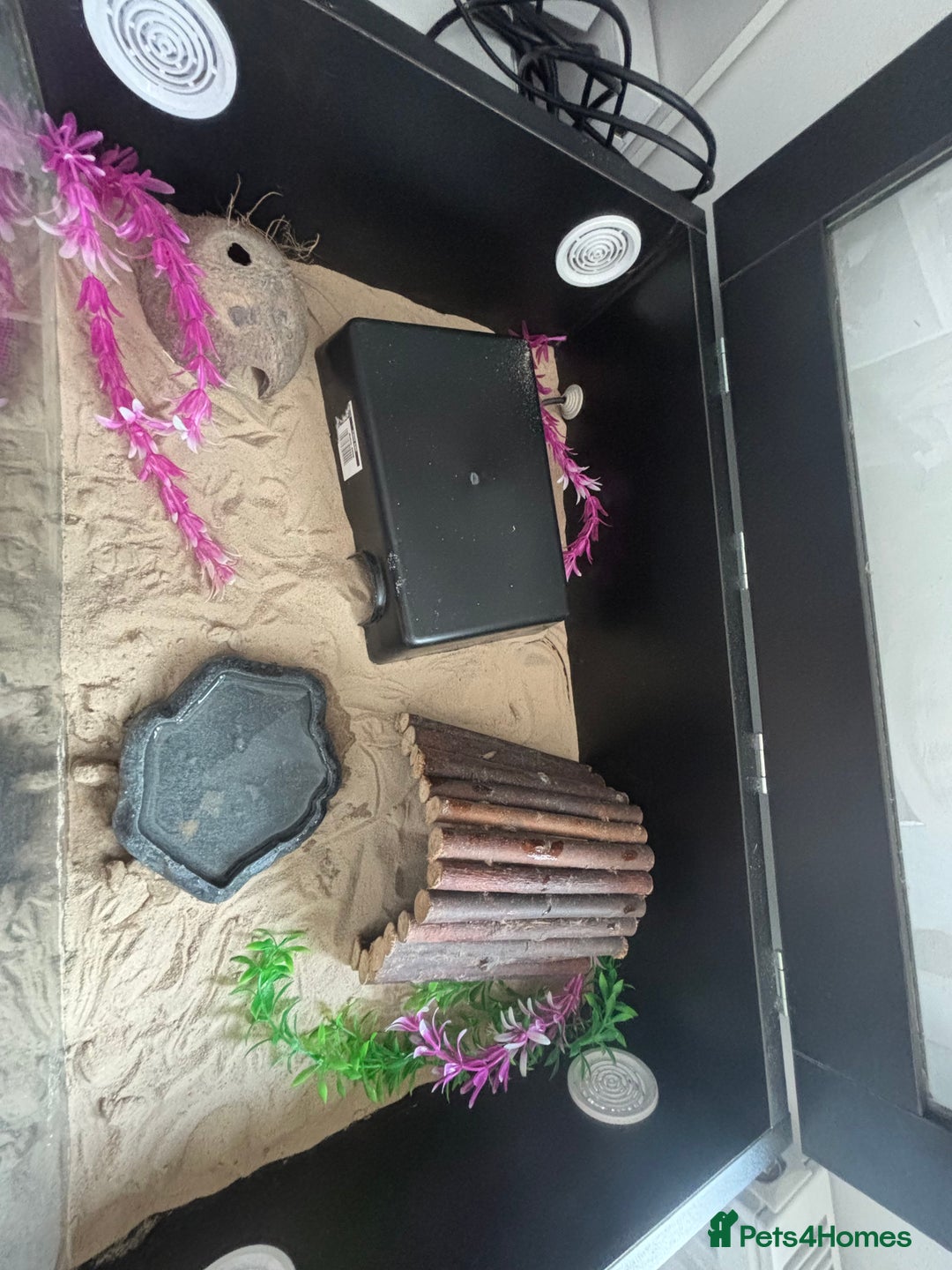 Snake reptiles for sale: Sand boa  - Image 2