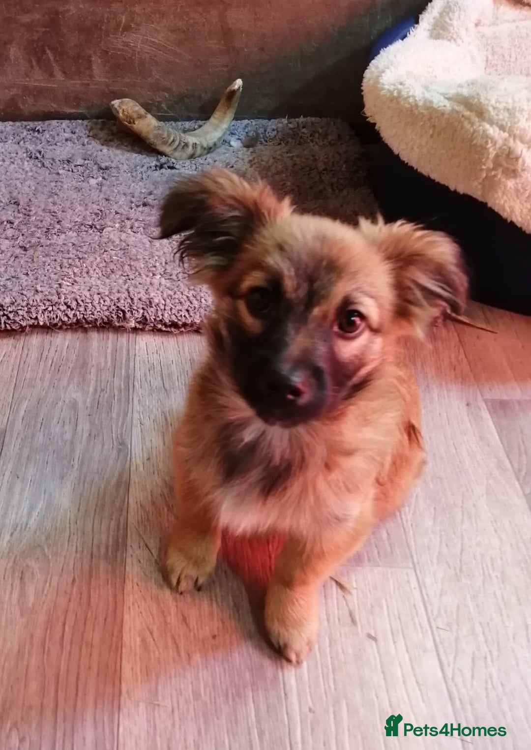 Mixed Breed dogs for adoption: 💙🐶 FUNTIK 🐶💙 - Advert 7