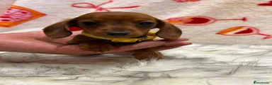 Miniature Dachshund yellow collar 