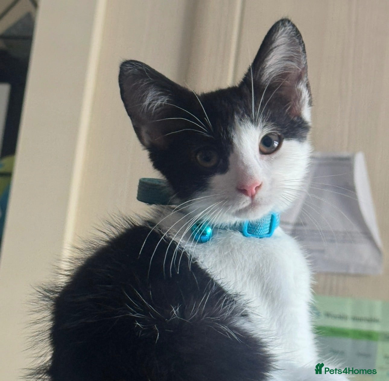 Mixed Breed cats 17 Week-Old Male Kitten Looking for a 4Ever Home  - Advert 5