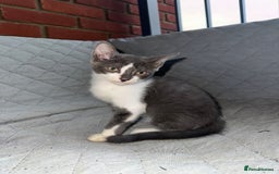 Sphynx cats for sale: Ready 2go today! Male & female half Sphynx kitten  - Image 1