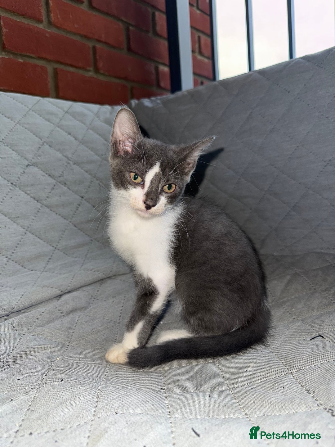 Sphynx cats for sale: Ready 2go today! Male & female half Sphynx kitten  - Image 1