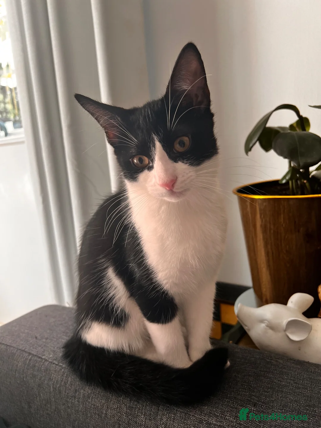 British Shorthair cats for sale: Batman is looking for a loving home - Advert 2