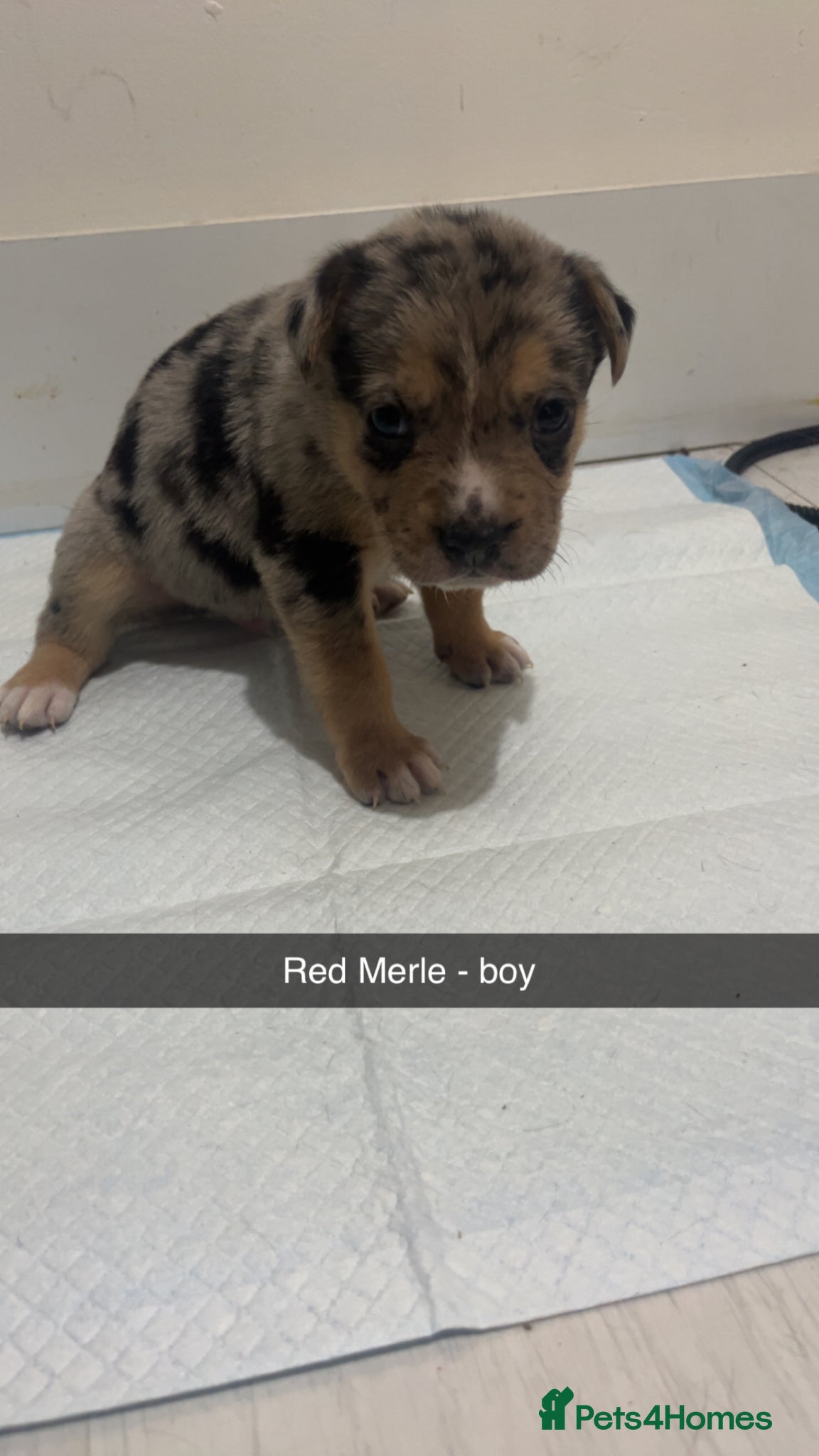 Mixed Breed dogs Alapaha blue blood bulldog x shepsky pups  - Advert 17
