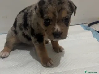 Mixed Breed dogs Alapaha blue blood bulldog x shepsky pups - Advert 17