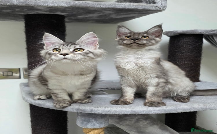 Maine Coon cats - Advert 1