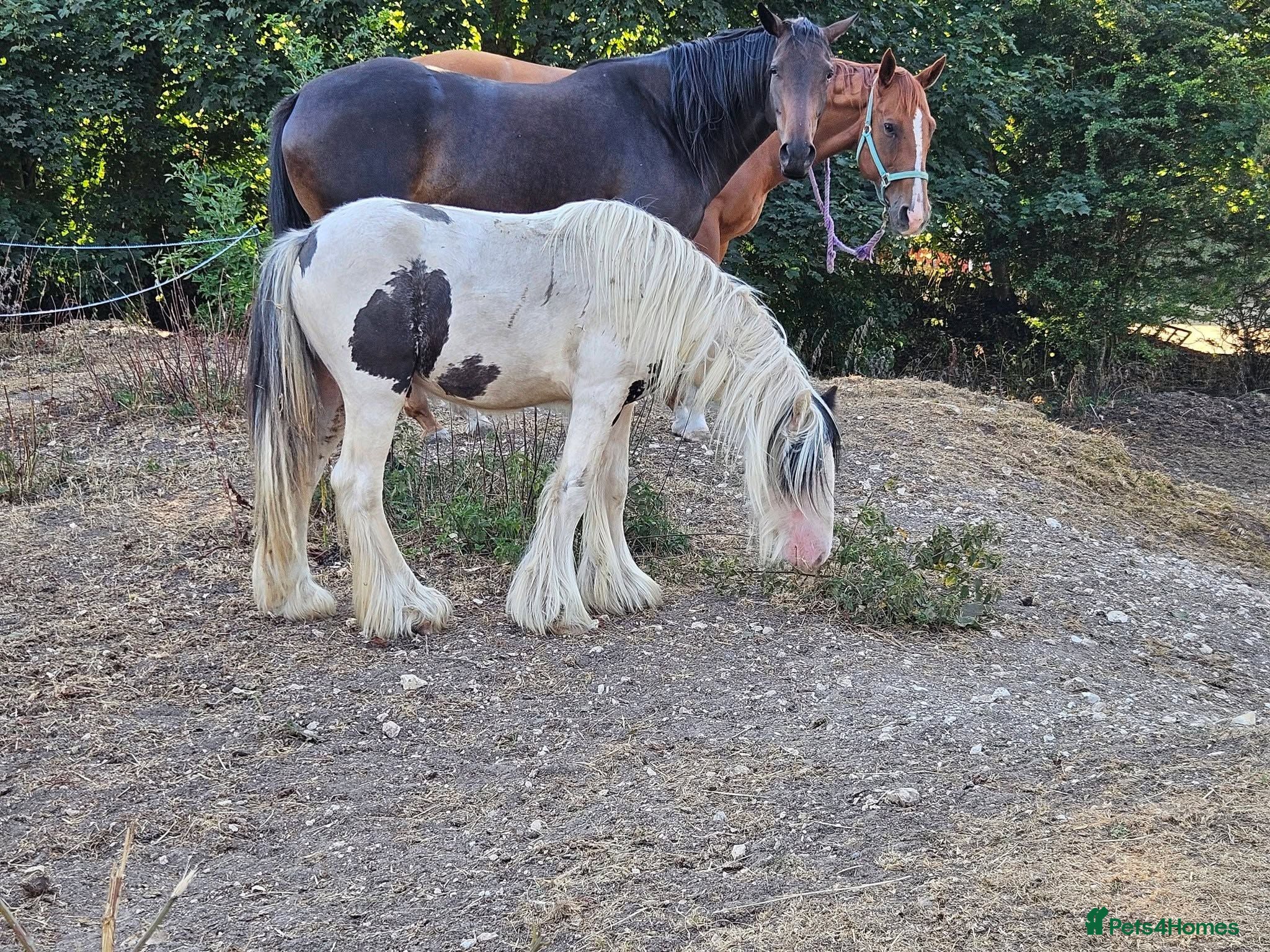 Shetland pony horses  8mth old coloured colt & Shetland Pony stallion - Advert 11