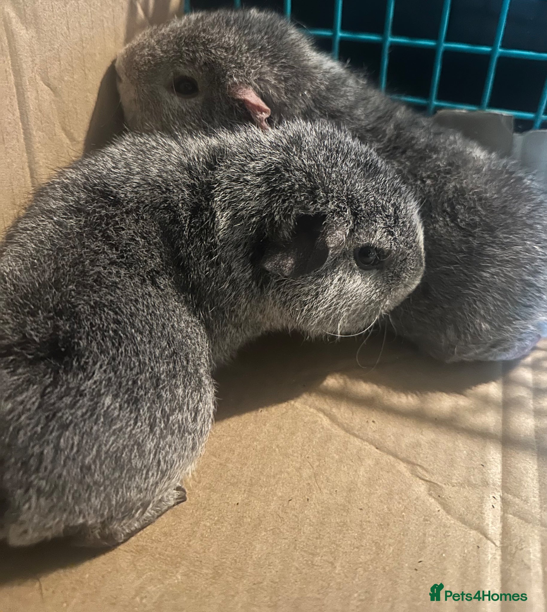 Guinea Pig rodents Rex guinea pigs - Advert 1