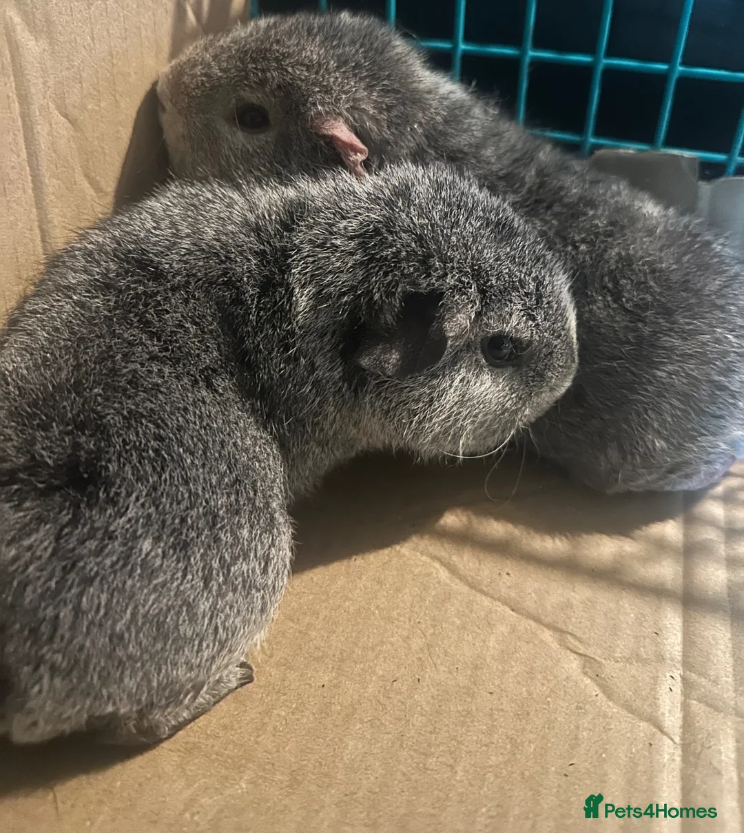 Guinea Pig rodents for sale: Rex guinea pigs in Colchester - Advert 1