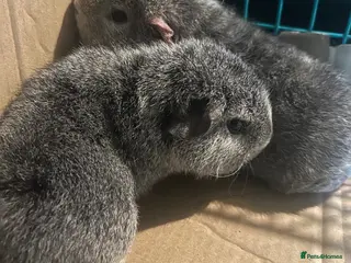 Guinea Pig rodents Rex guinea pigs - Advert 1