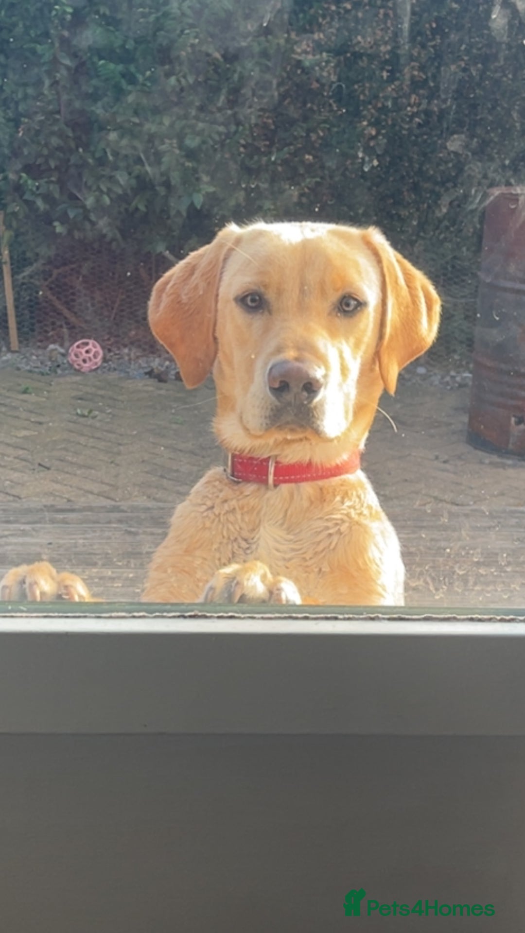 Labrador Retriever dogs for sale: FOR SALE - Image 1