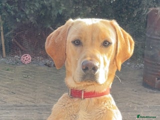 Labrador Retriever dogs for sale - Advert 1