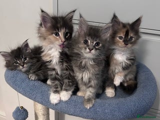 Maine Coon cats - Advert 14