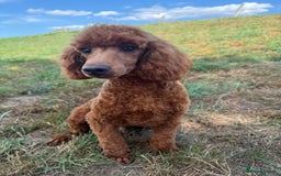 Toy Poodle dogs for sale: Toy Poodle male  - Image 7