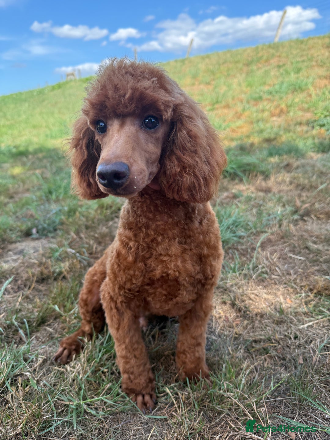 Toy Poodle dogs for sale: Toy Poodle male  - Image 7