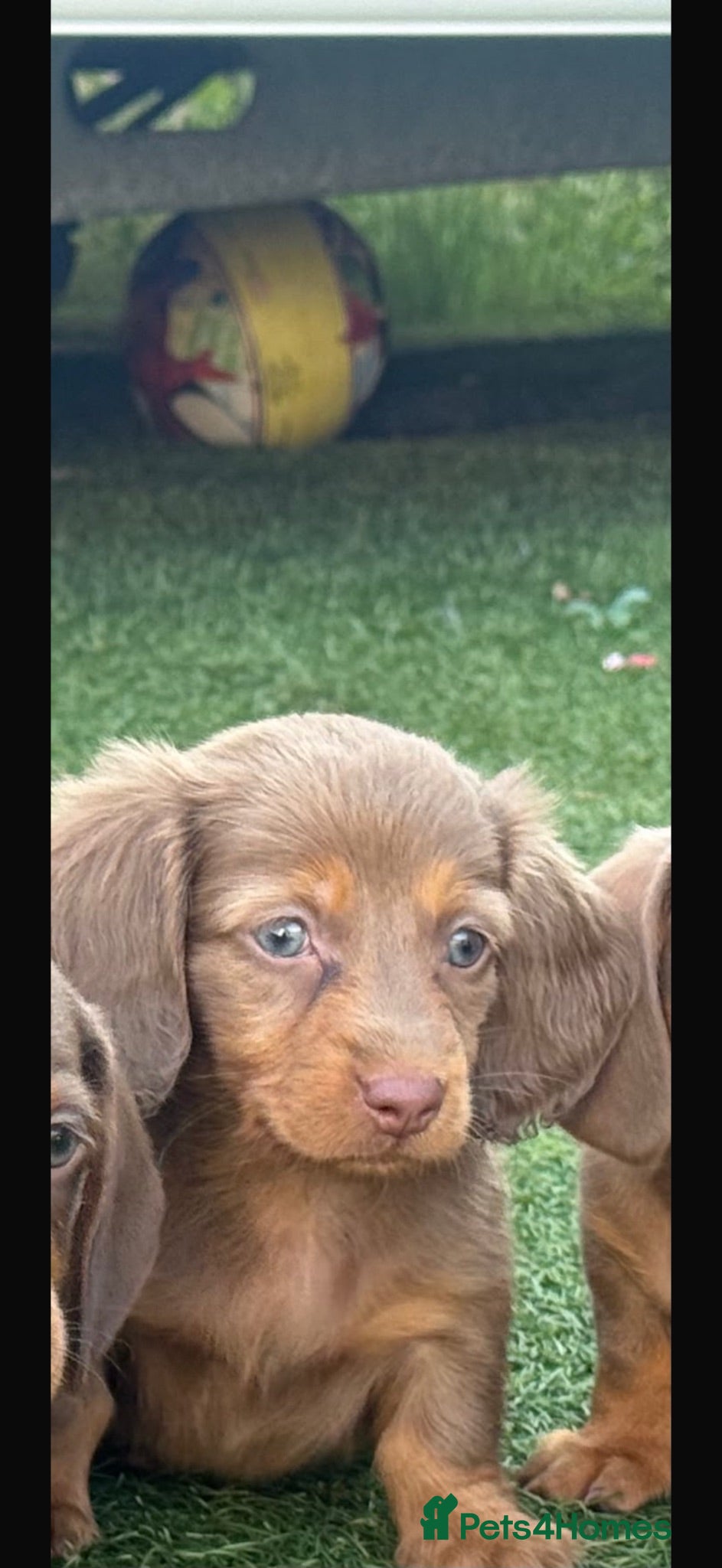 Dachshund dogs Dachshund Puppy’s  - Advert 2