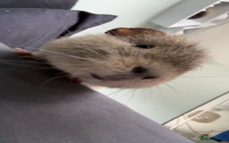Guinea Pig rodents for sale: Male guineapig for sale £25 - Image 2