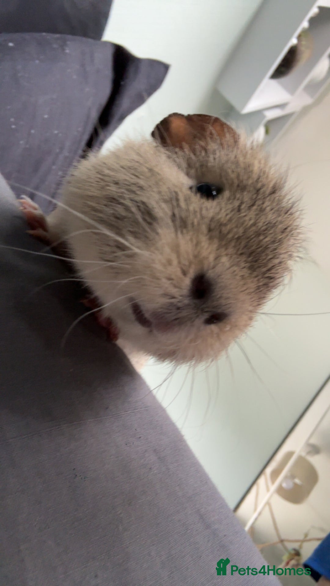 Guinea Pig rodents for sale: Male guineapig for sale £25 - Image 2
