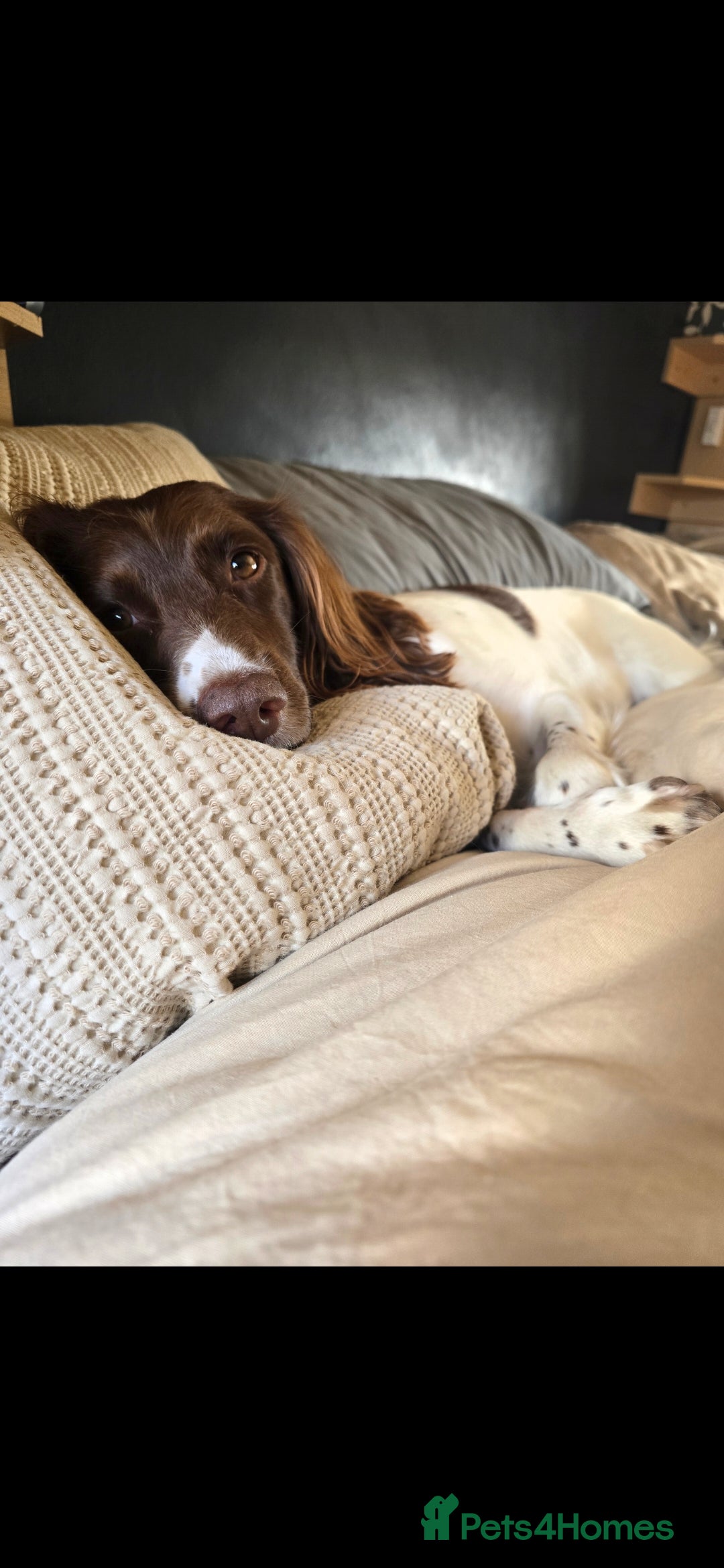 English Springer Spaniel dogs for sale:  Health tested Springer Spaniel puppiespuppies - Advert 8