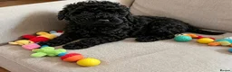 Toy Poodle dogs for sale: Toy poodle girl - Advert 2