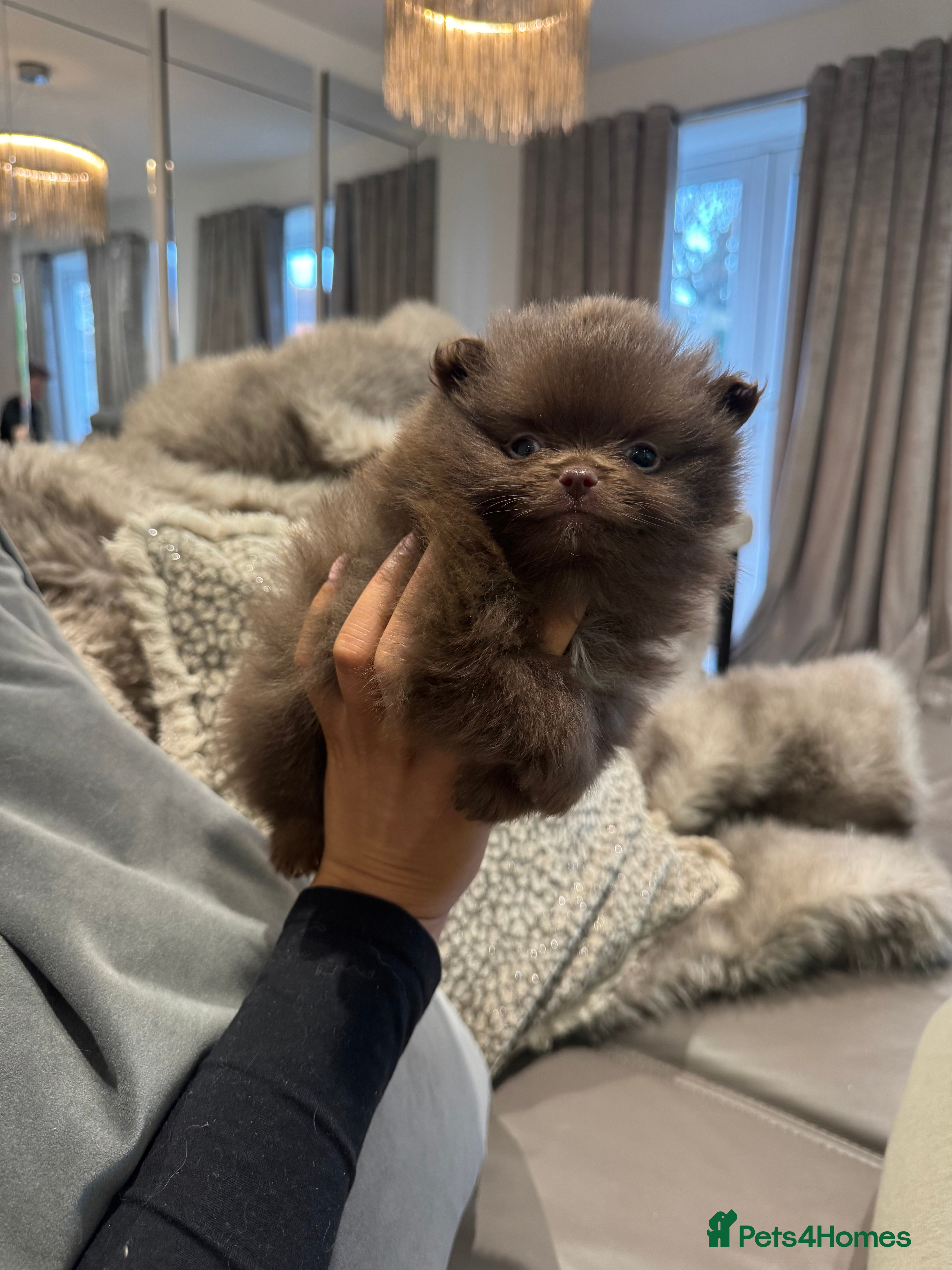 Pomeranian dogs 2 GIRLS CHOCOLATE / LILAC FLUFFY PUPS - Advert 12