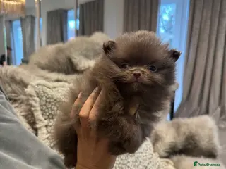 Pomeranian dogs 2 GIRLS CHOCOLATE / LILAC FLUFFY PUPS - Advert 12