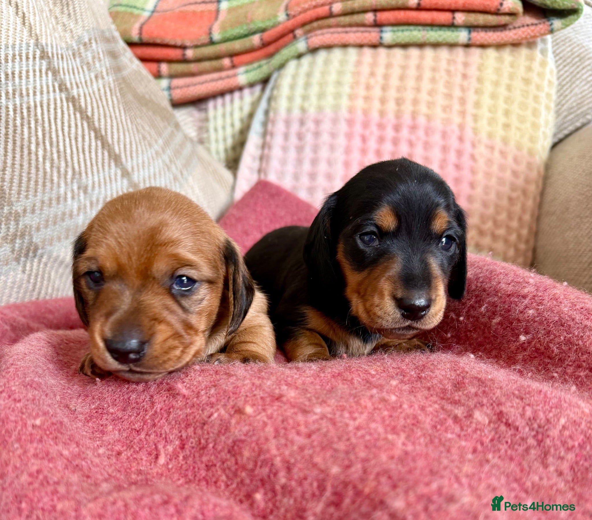 Miniature Dachshund dogs EXPRESSIONS OF INTEREST - KC REG & PRA CLEAR MINIS - Advert 18