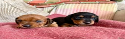 Miniature Dachshund dogs for sale: CHAMPION LINE KC REG & PRA CLEAR MINIS LOW COI - Advert 15