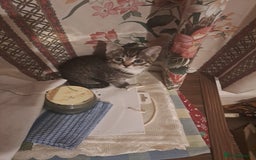 Mixed Breed cats for sale: Gorgeous kittens looking for their forever home.  - Advert 14