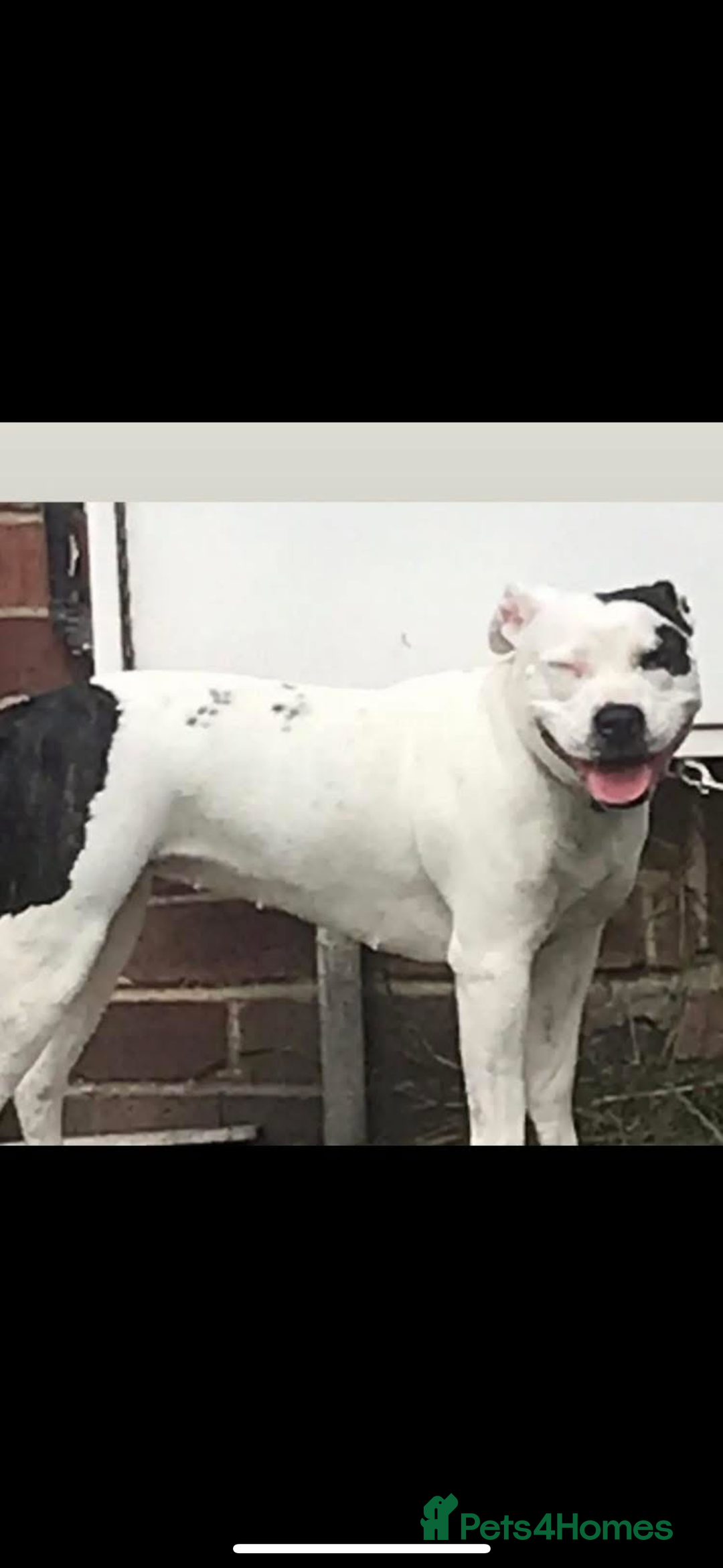 Staffordshire Bull Terrier dogs for sale: Staffordshire  - Image 2