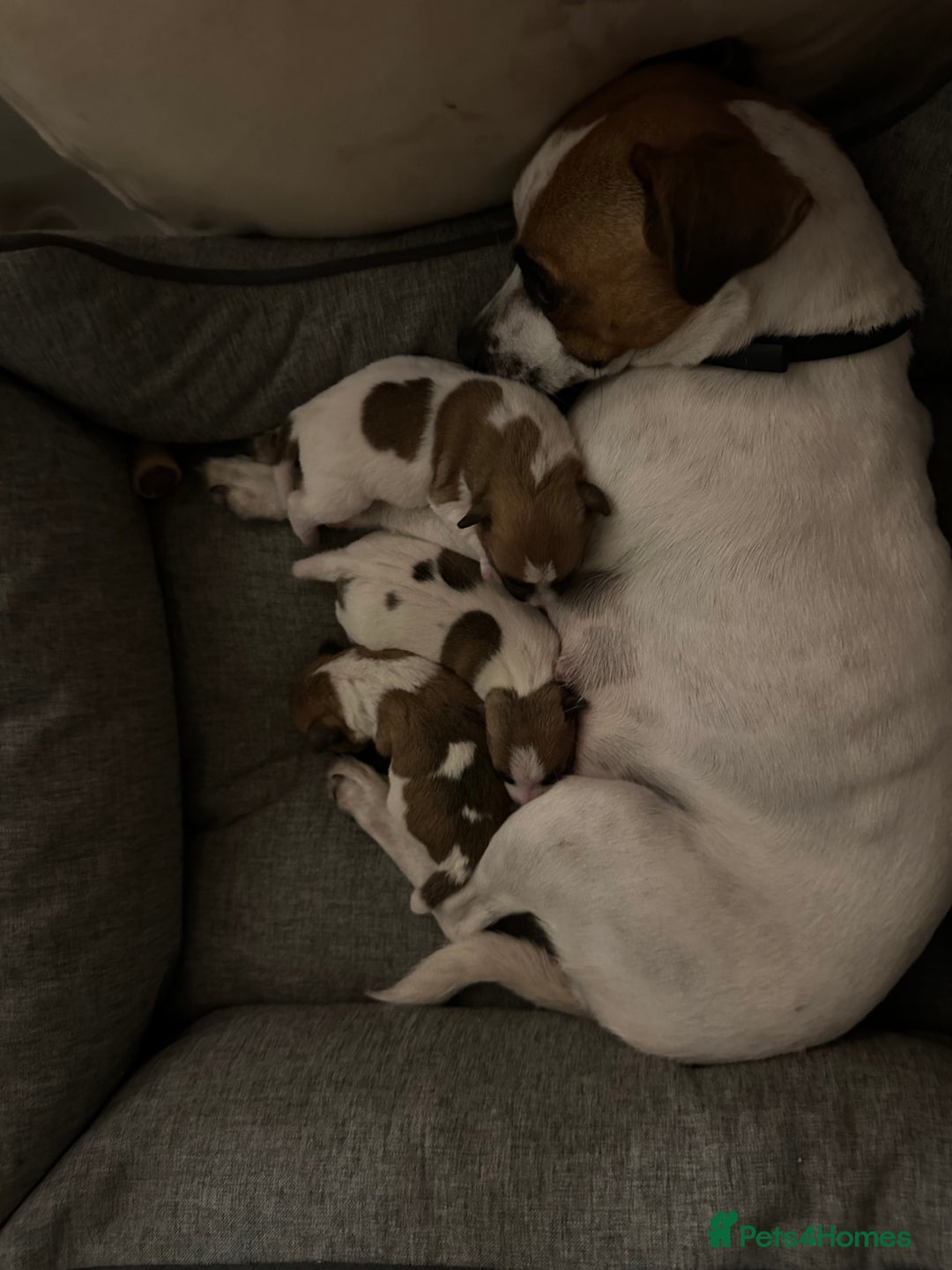 Jack Russell dogs for sale: Jack Russell puppies for sale - Advert 9