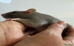 Rat rodents for sale: 2 x young and loving rats + cage + water bottle  - Image 12