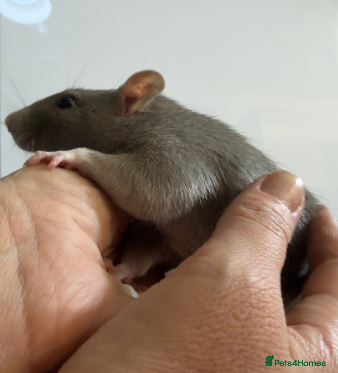 Rat rodents for sale: 2 x young and loving rats + cage + water bottle  - Image 12