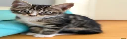 Mixed Breed cats for sale: Maine Coon X - Advert 2