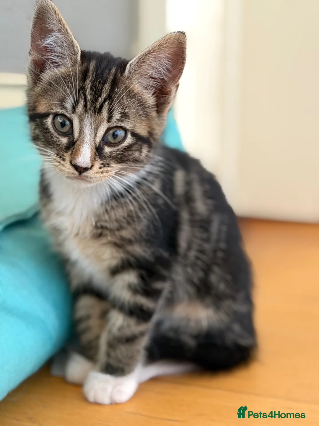 Mixed Breed cats for sale: Maine Coon X - Advert 2