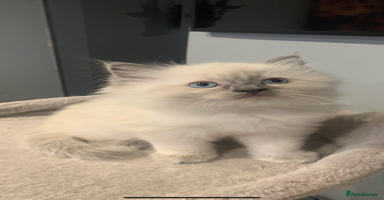 Ragdoll cats - Advert 5