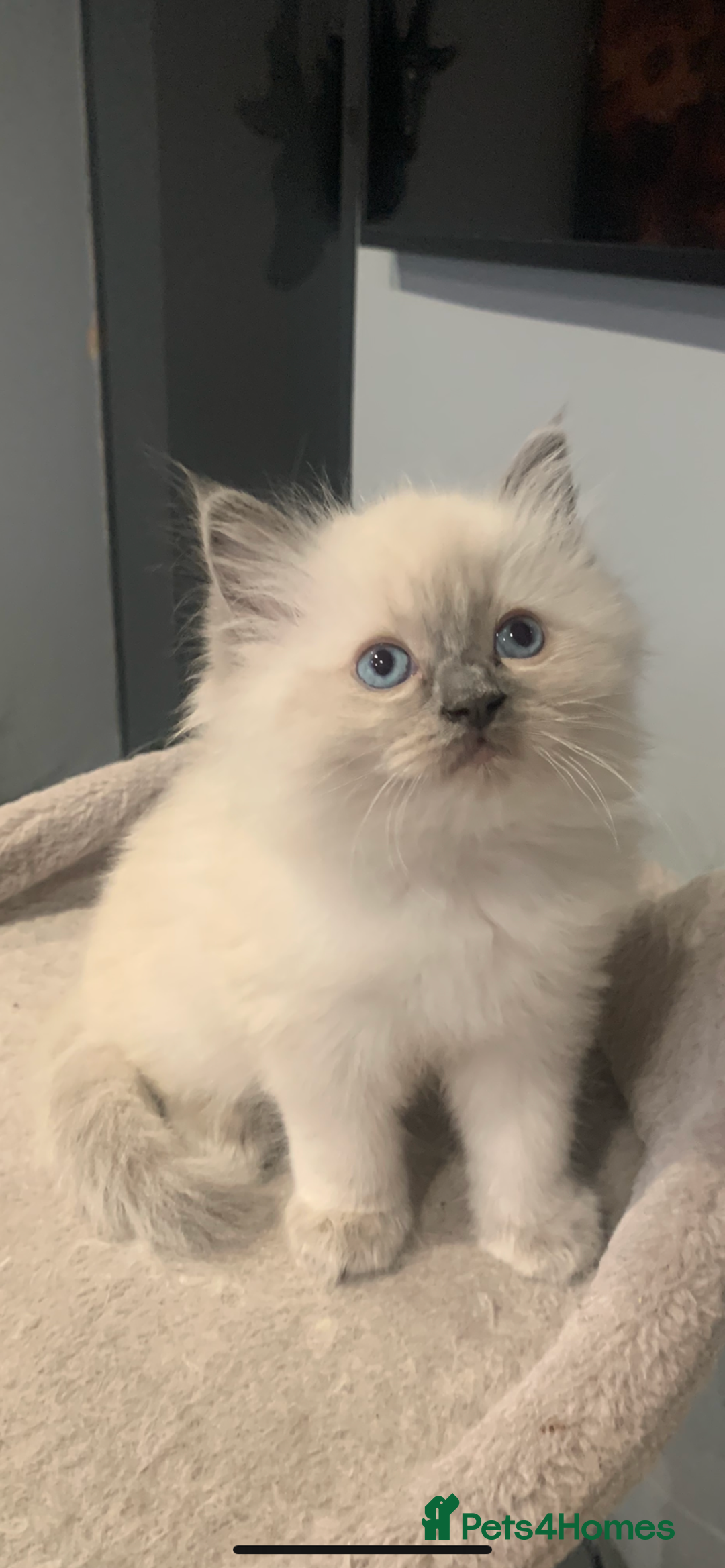 Ragdoll cats for sale: Pure Bluepoint Ragdoll kittens - Image 2