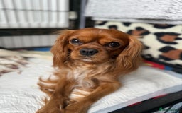Cavalier King Charles Spaniel dogs for sale: Cavalier King Childs Sapaniel - Image 4