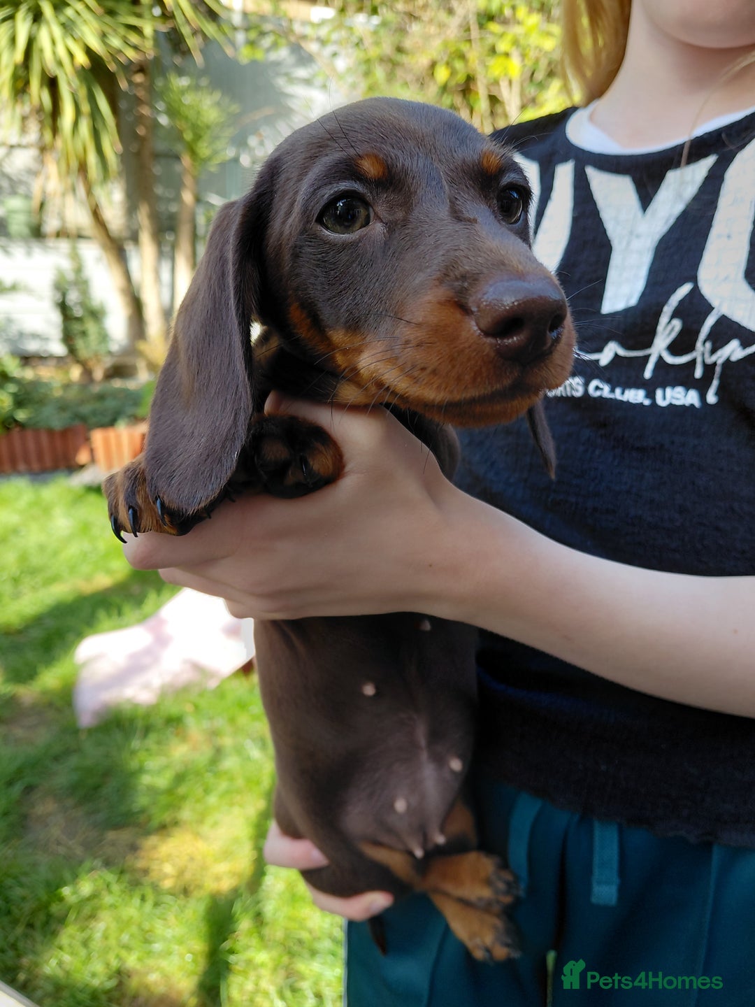 Dachshund dogs for sale: Miniature Daschund - Image 23
