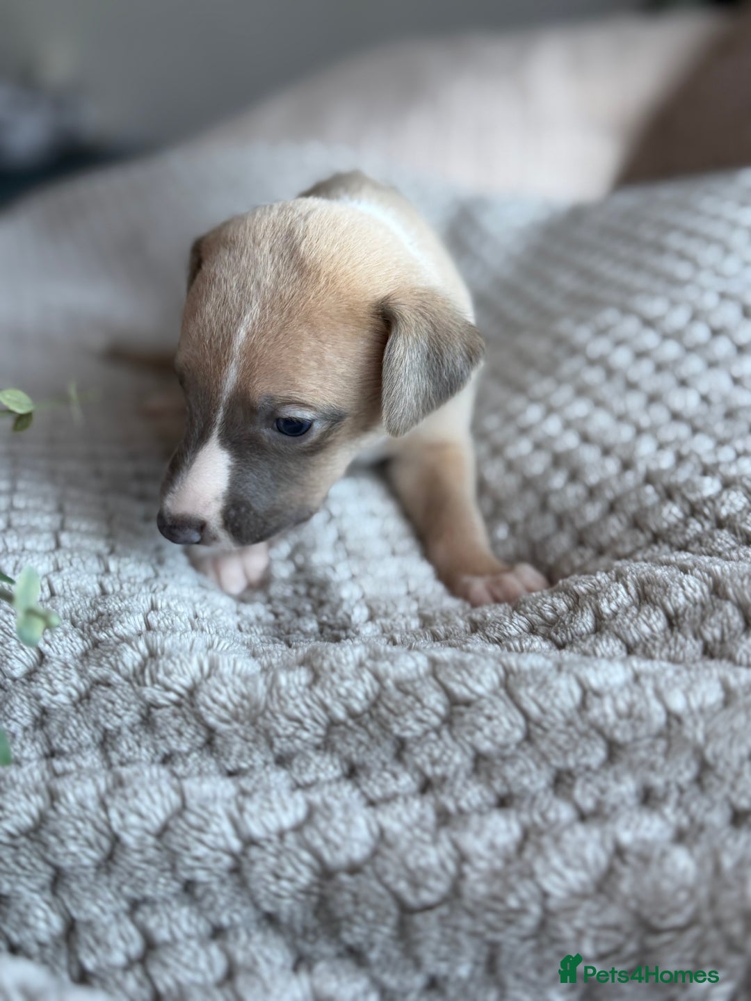 Whippet dogs for sale: 🏆KC Whippet Puppies - Gentle, Elegant & Loving🏆 - Image 26