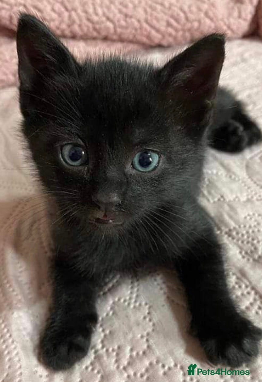 Mixed Breed cats  Cute black kittens  - Advert 1