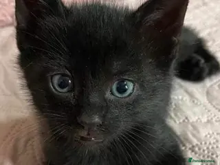 Mixed Breed cats Cute black kittens - Advert 1