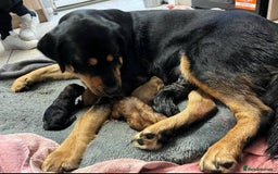 Dobermann dogs for sale: Rottweiler cross Doberman puppies  - Image 2