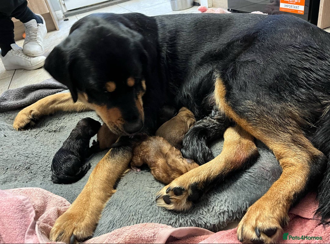 Dobermann dogs for sale: Rottweiler cross Doberman puppies  - Image 2