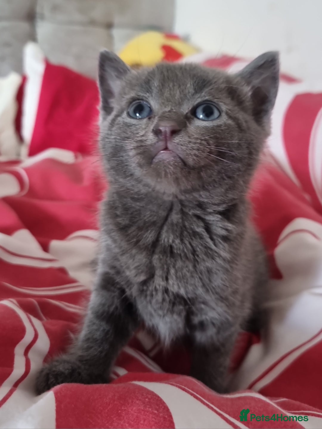 British Shorthair cats for sale: Sale kittens  - Image 11
