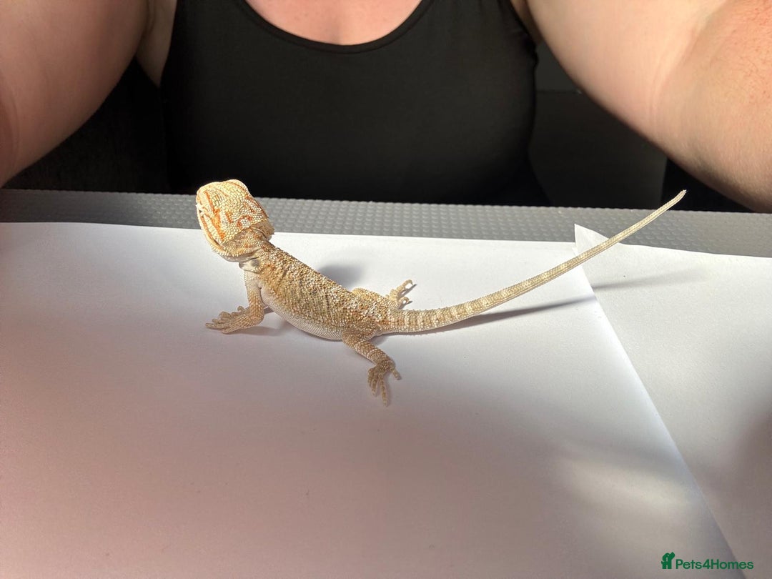 Bearded Dragon reptiles for sale: Baby beardies - Image 14