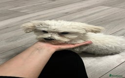 Mixed Breed dogs for sale: Bichon Mixed Breed  - Image 7