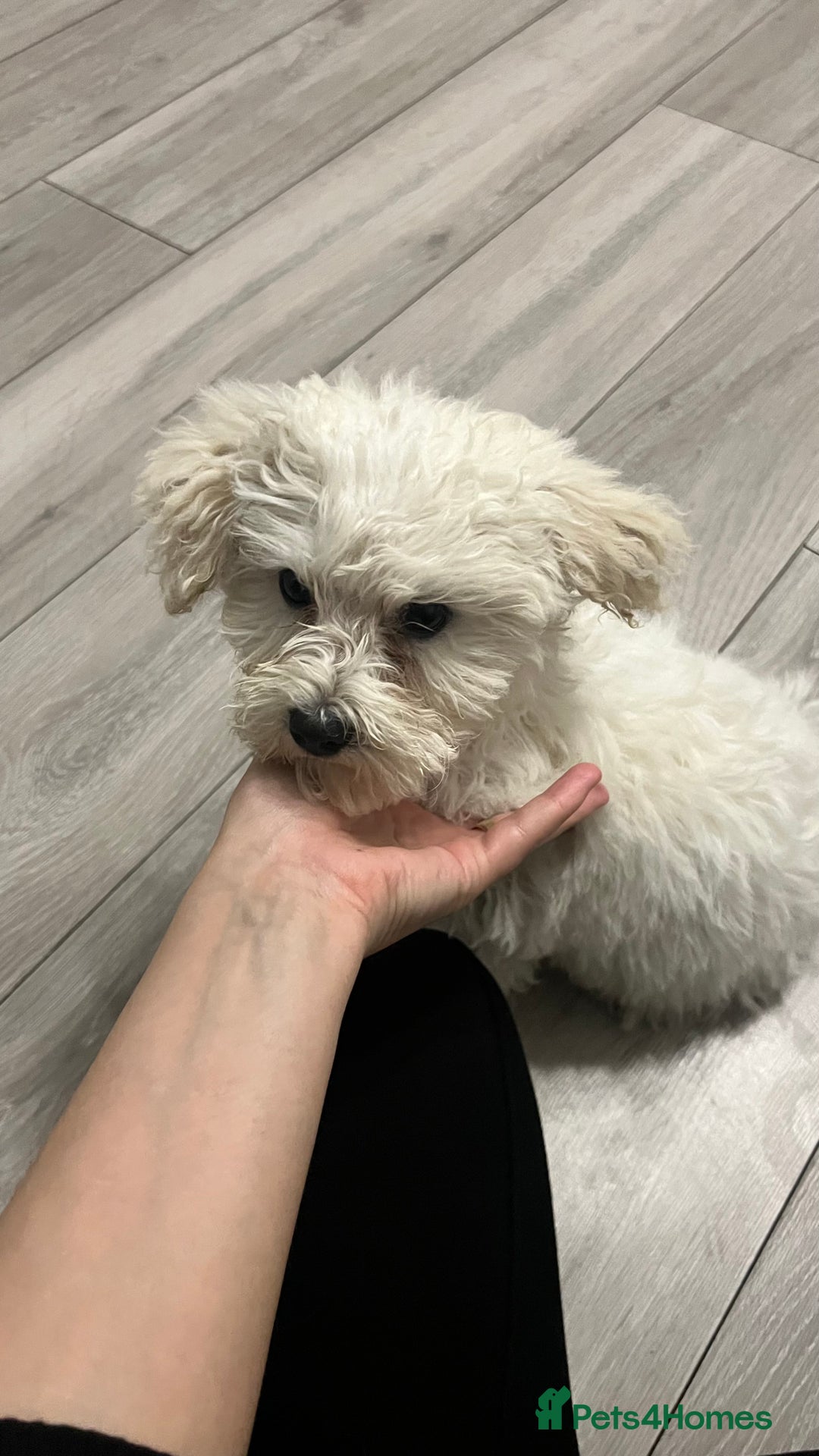 Mixed Breed dogs for sale: Bichon Mixed Breed  - Image 7